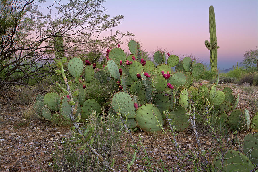 Flowering Cactus at Dawn Photograph by Chris Pappathopoulos