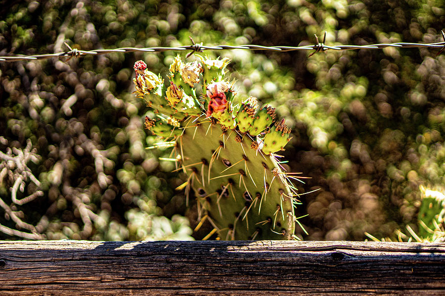 Flowering Cactus Photograph
