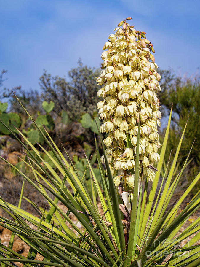 Flowering cactus Photograph by JD Hogan - Fine Art America