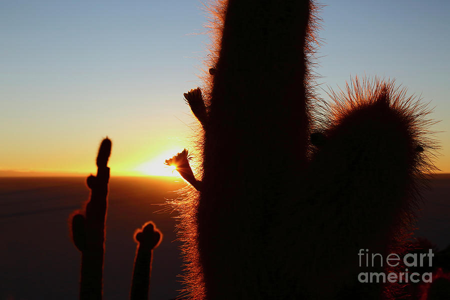 Flowering Cactus Plant and Rising Sun Photograph by James Brunker