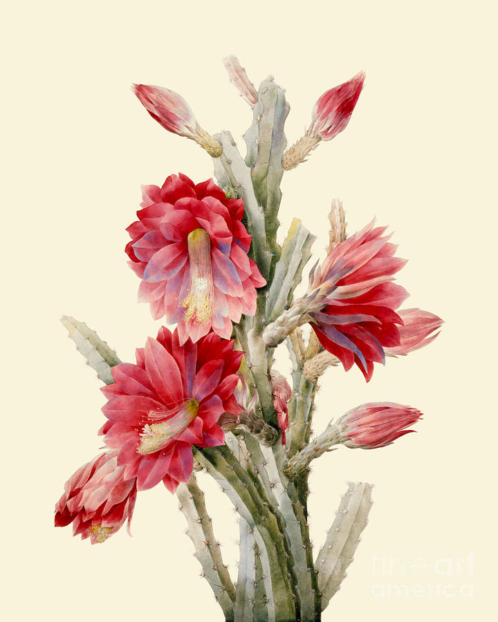 Flower Digital Art - Flowering cactus plant by Madame Memento