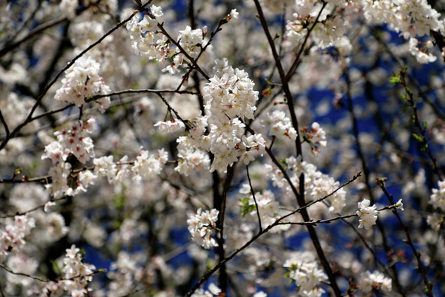 Flowering Cherry Blossoms Photograph by Richard Krebs