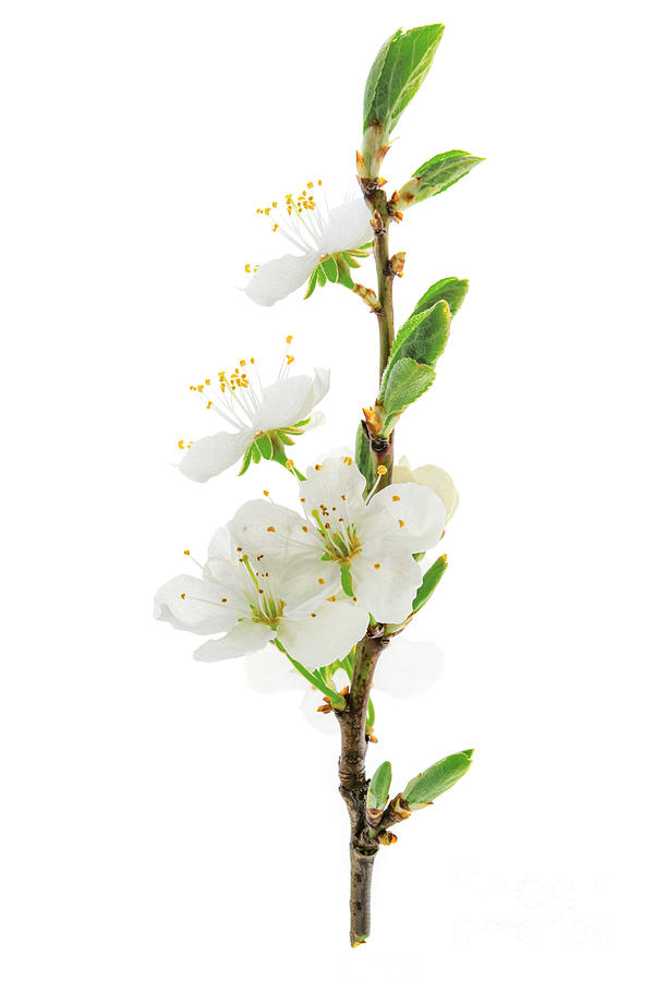 Flowering Cherry Branch Photograph