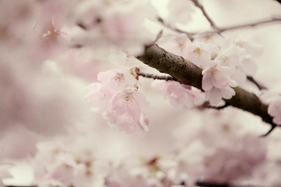 Flowering Cherry I Photograph by Roberta Murray