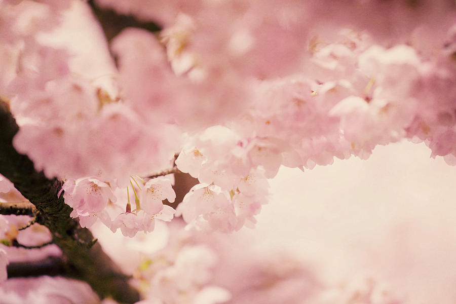 Flowering Cherry II Photograph by Roberta Murray
