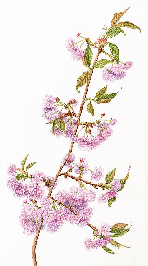 Flowering Cherry Painting by Lynne Henderson