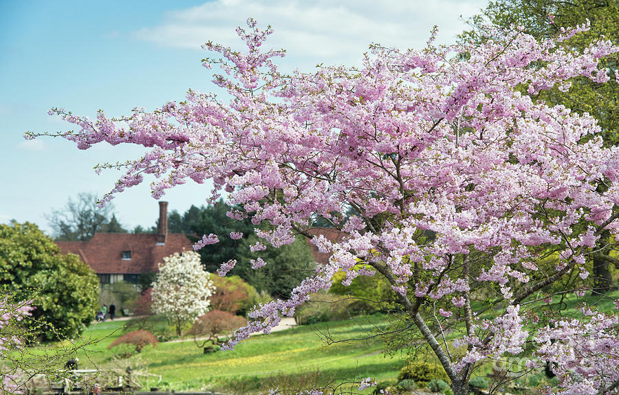 Flowering Cherry Tree at RHS Wisley Gardens Photograph by Tim Gainey