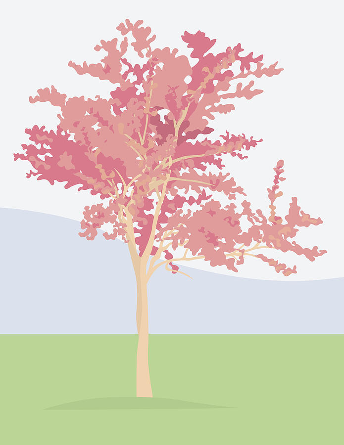 Flowering Cherry Tree Drawing by Pelicankate