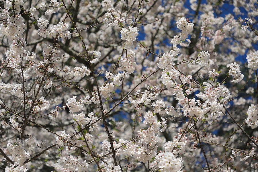 Flowering Cherry Tree Photograph by Richard Krebs