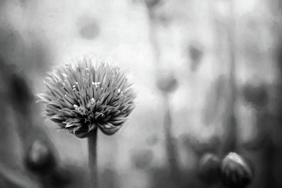 Flowering Chives Black and White  Photograph by Carol Japp