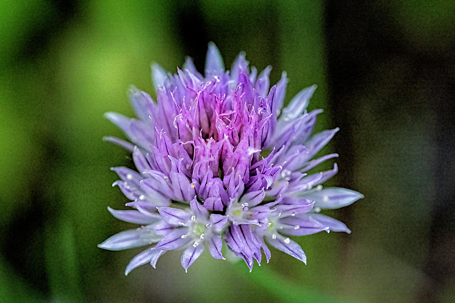 Flowering Chives Photograph by Tom Singleton