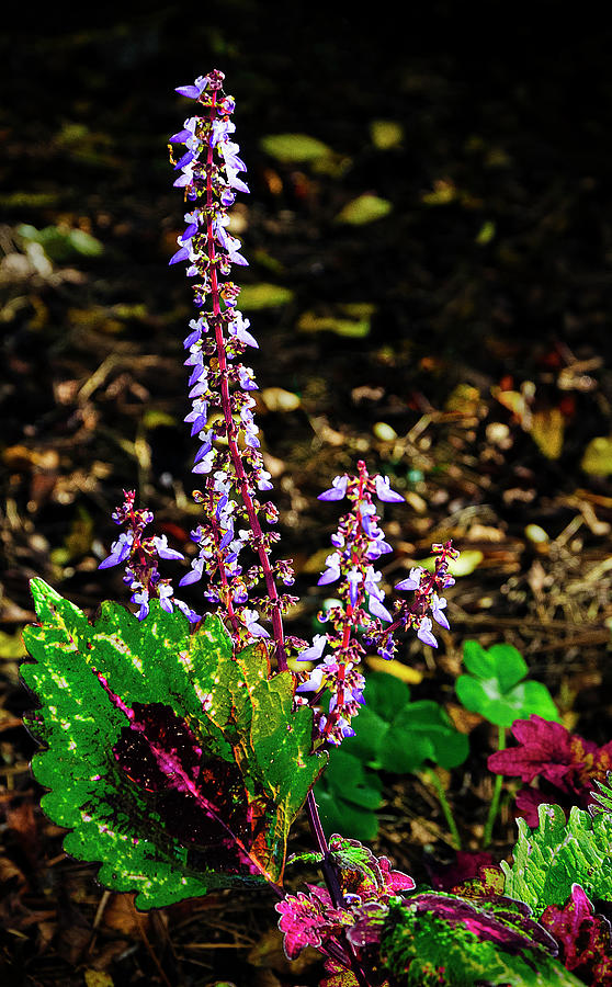 Flowering Coleus_01 Photograph by Greg Reed