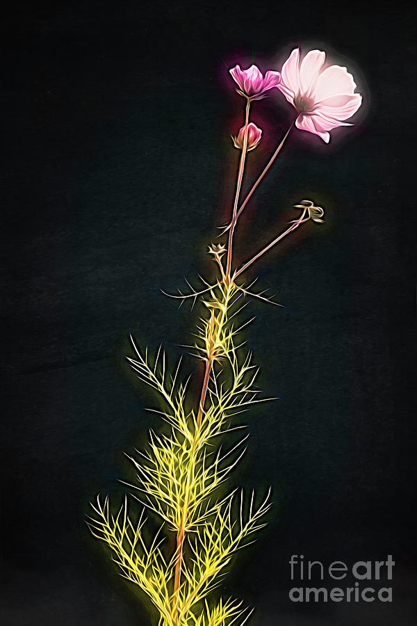 Flowering Cosmos Digital Art by Edmund Nagele FRPS
