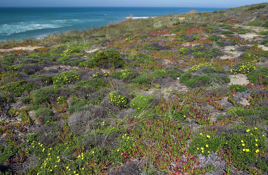 flowering costal plants along the Rota Vicentina Photograph by David L Moore