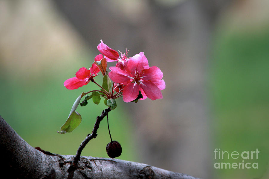 Flower Photograph - Flowering Crab Apple by Gary Wing Flower Photograph - Flowering Crab Apple by Gary Wing