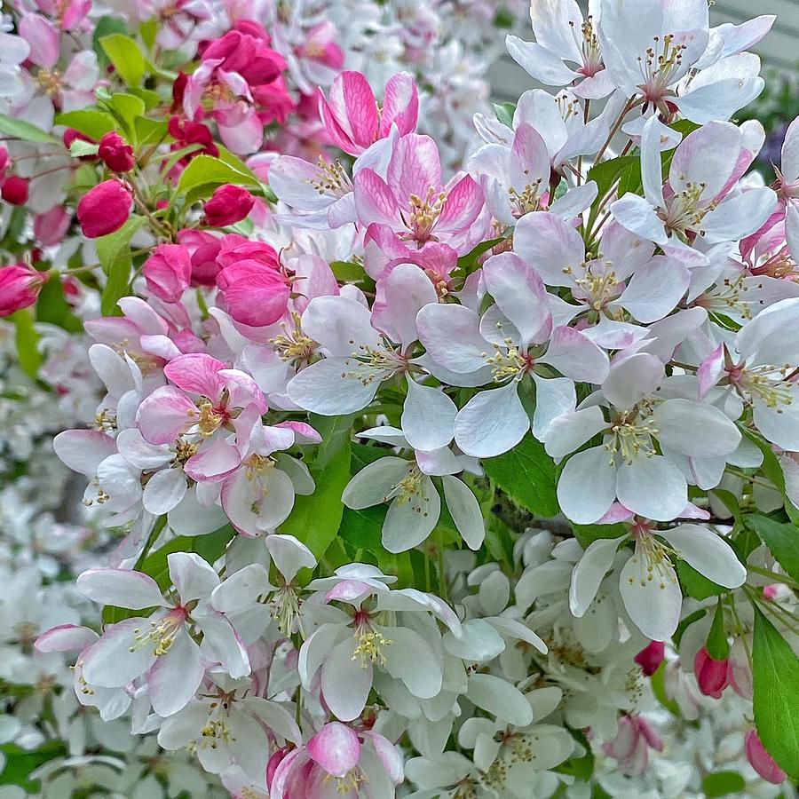 Flowering Crabapple Tree Photograph by Jerry Abbott