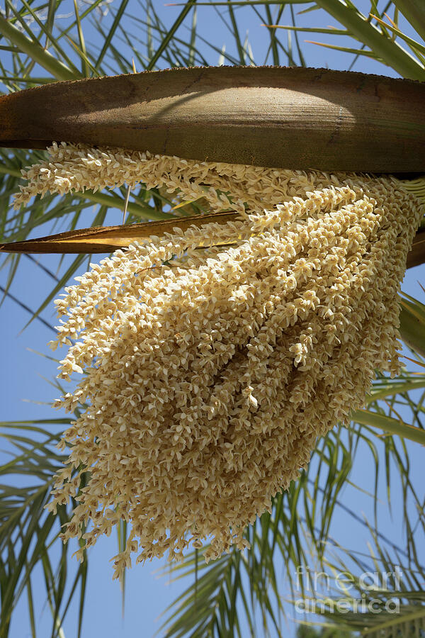 Flowering date palm and blue sky Photograph by Adriana Mueller