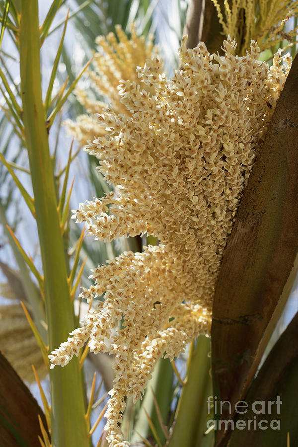 Flowering date palm and sunlight Photograph by Adriana Mueller