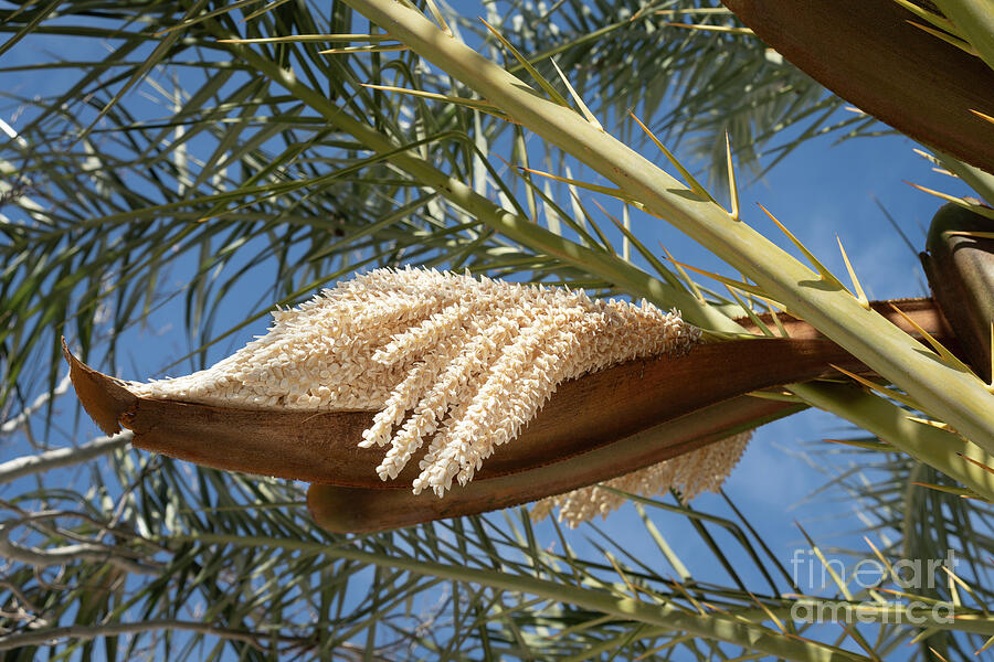 Flowering date palm in spring Photograph by Adriana Mueller Flowering date palm in spring Photograph by Adriana Mueller