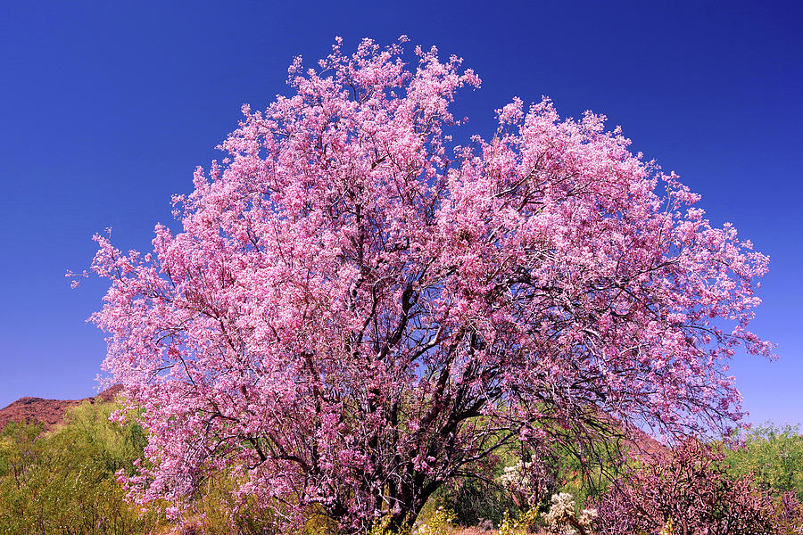 Spring Photograph - Flowering Desert Ironwood Tree by Douglas Taylor