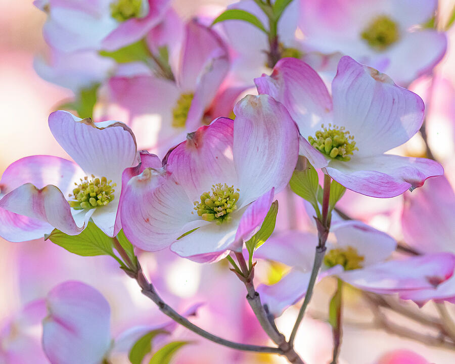 Tree Photograph - Flowering Dogwood Blooming #2 by Morris Finkelstein