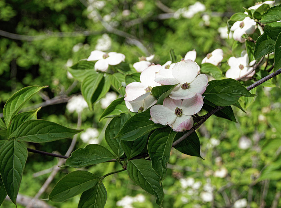 Flowering Dogwood Blossoms Photograph by Cricket Hackmann