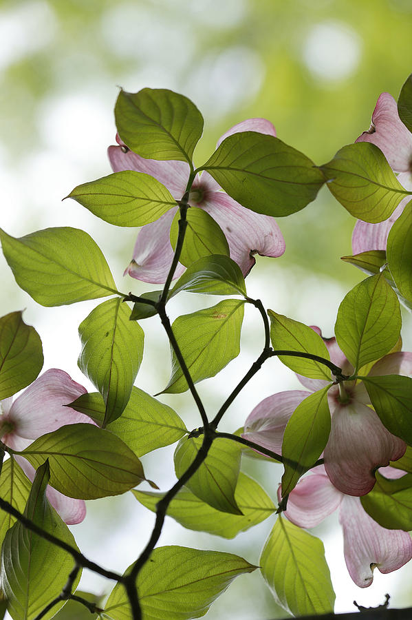 Flowering dogwood branch Photograph by Comstock