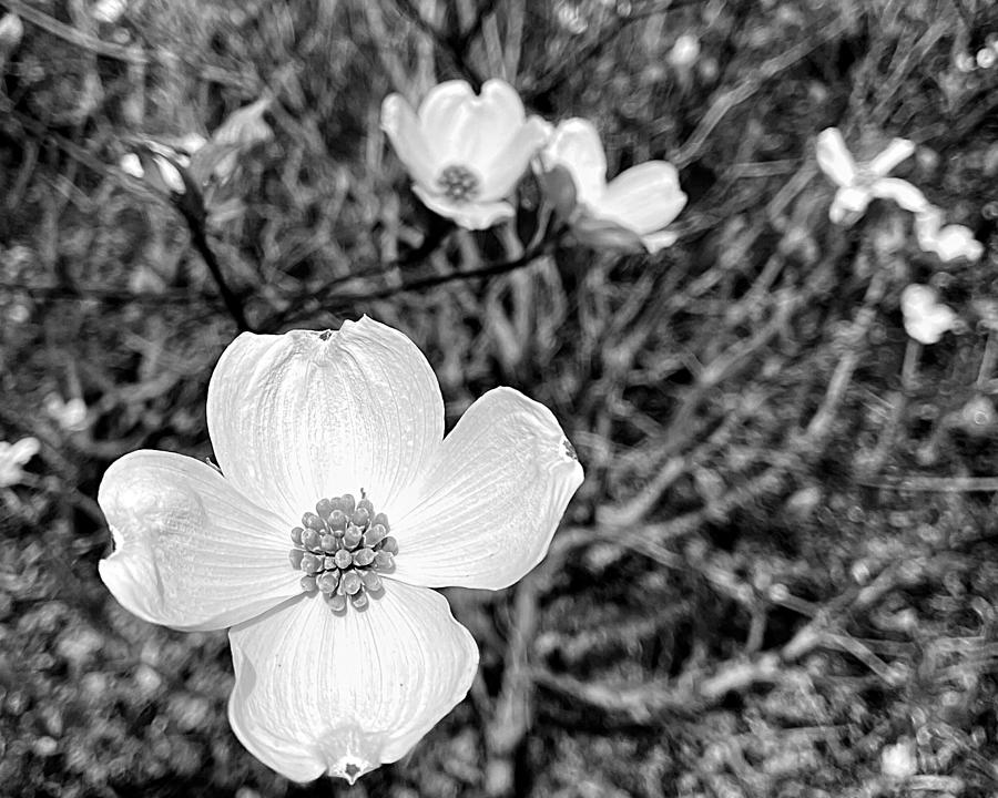 Flowering Dogwood BW Photograph by Lee Darnell