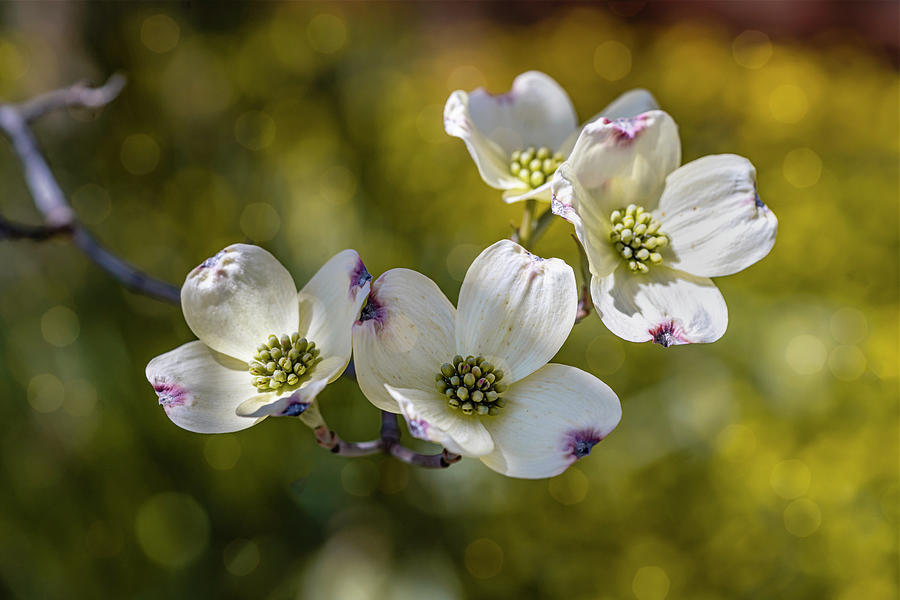 Flowering Dogwood Flowers -cornus florida- At My House GRK0377_04122023 Photograph by Greg Kluempers