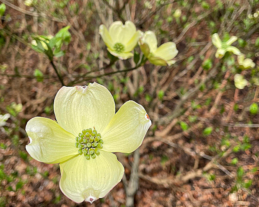 Flowering Dogwood Photograph by Lee Darnell