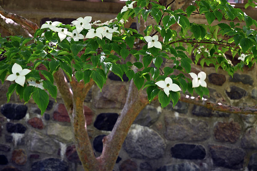 Flowering Dogwood Photograph by Rein Nomm