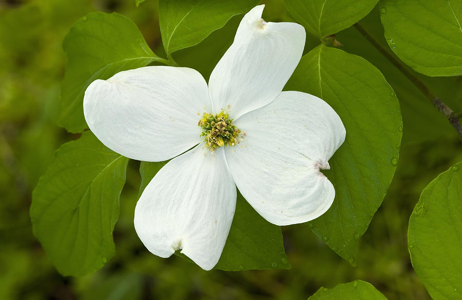 Flowering Dogwood Tree (Cornus florida) Showy early spring flowers. Four large petal-like bracts enclose centrally located flowers. Eastern deciduous forest. Great Smoky Mountains National Park, Tennessee, USA Photograph by Ed Reschke