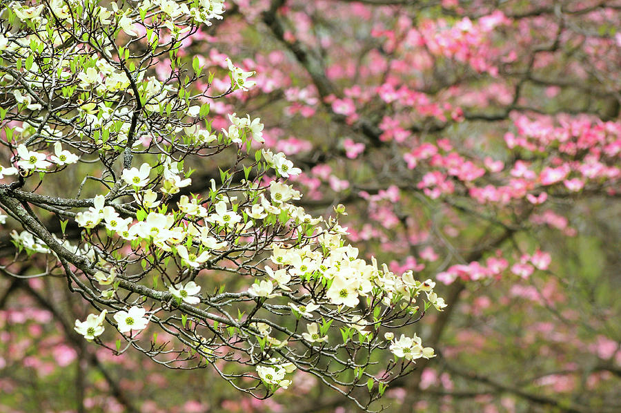 Flowering Dogwoods Photograph by TS Photo