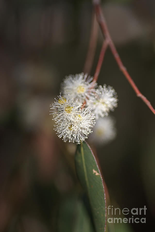 Nature Photograph - Flowering Eucalyptus White Flowers by Joy Watson
