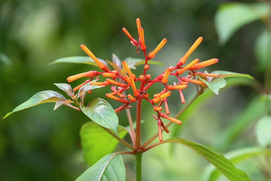 Flowering Firebush Photograph by Greg Srabian - Pixels