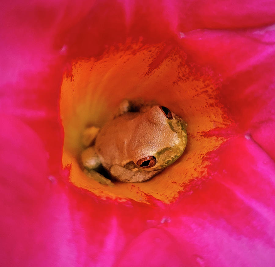 Flowering Frog Photograph by David Hart