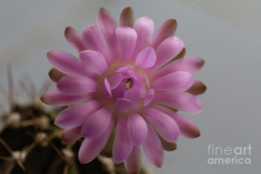 Flowering Gymno Photograph by Eva Lechner