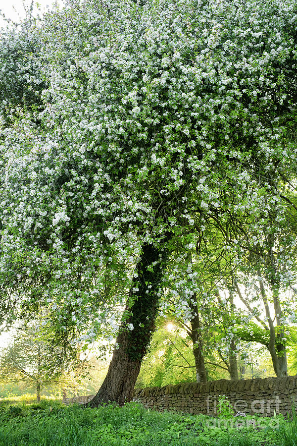 Flowering Hawthorn in the Cotswold Countryside Photograph by Tim Gainey