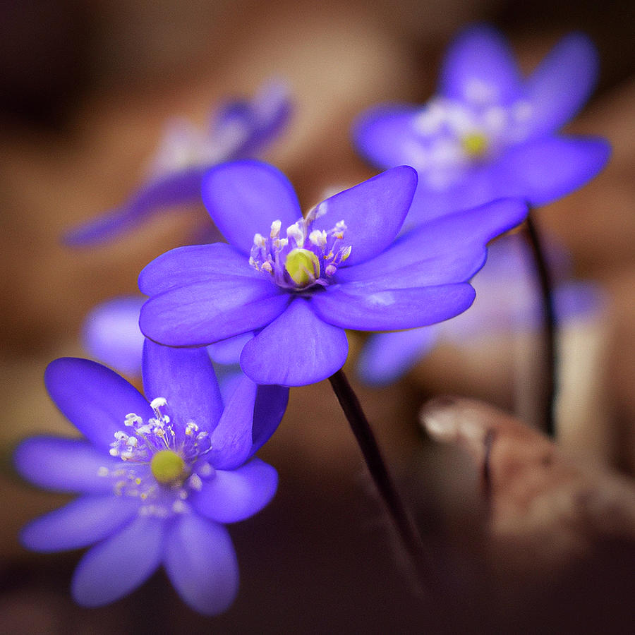 Flowering hepaticas Digital Art by Andrzej Dworakowski - Pixels