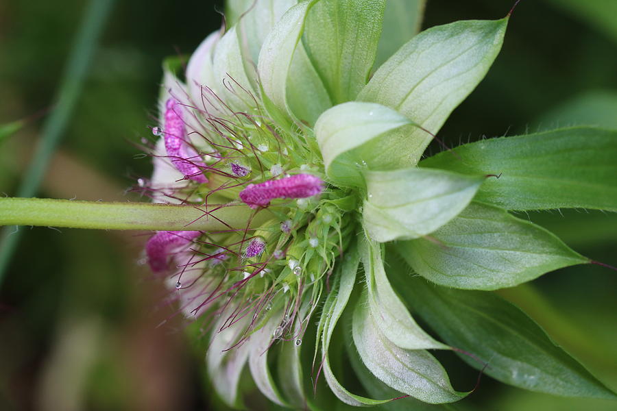 Flowering Herb Photograph