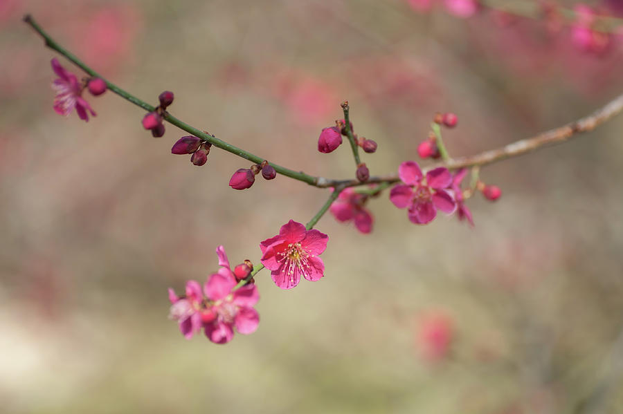 Flowering Japanese Apricot 1 Photograph by Jenny Rainbow