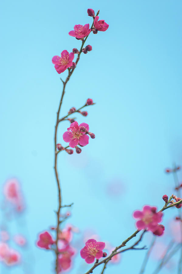 Flowering Japanese Apricot 2 Photograph by Jenny Rainbow