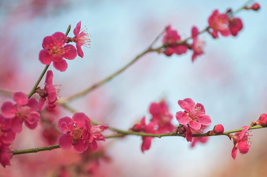 Flowering Japanese Apricot Photograph by Jenny Rainbow