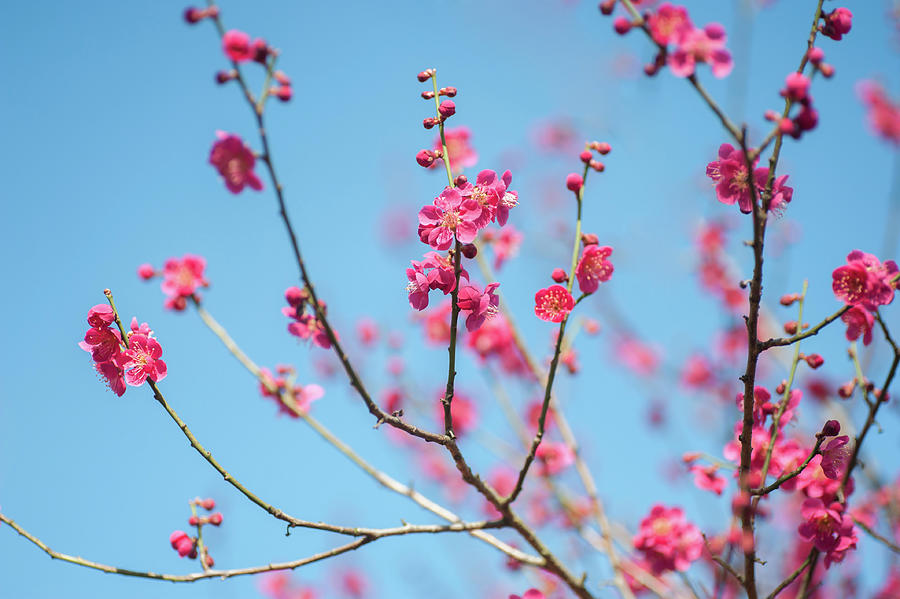 Flowering Japanese Apricot Tree 1 Photograph by Jenny Rainbow