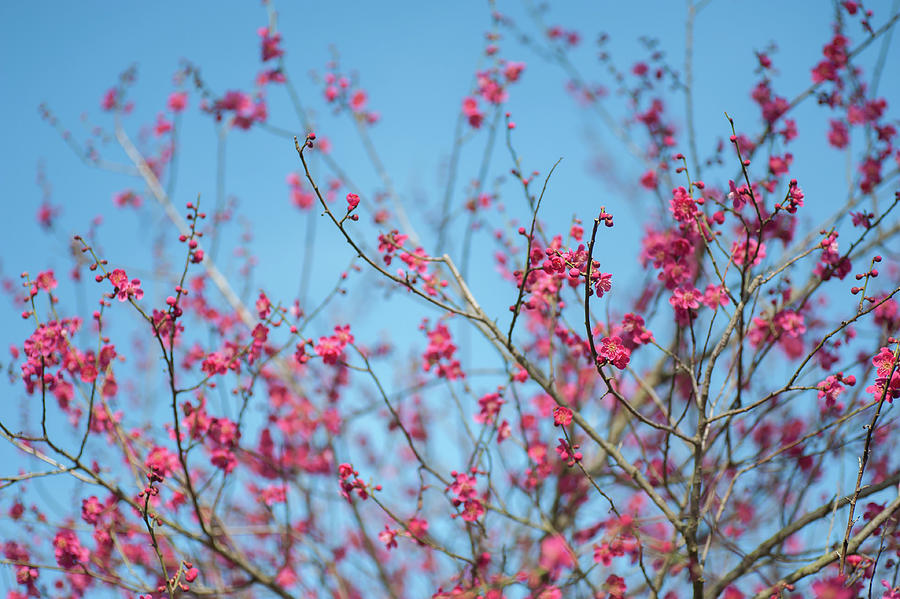 Flowering Japanese Apricot Tree 2 Photograph by Jenny Rainbow