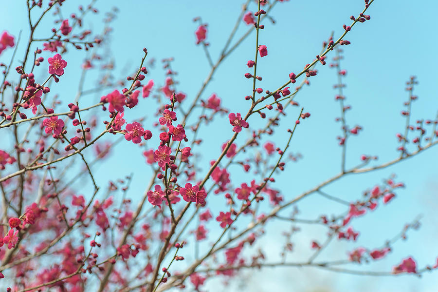 Flowering Japanese Apricot Tree Photograph by Jenny Rainbow - Fine Art ...