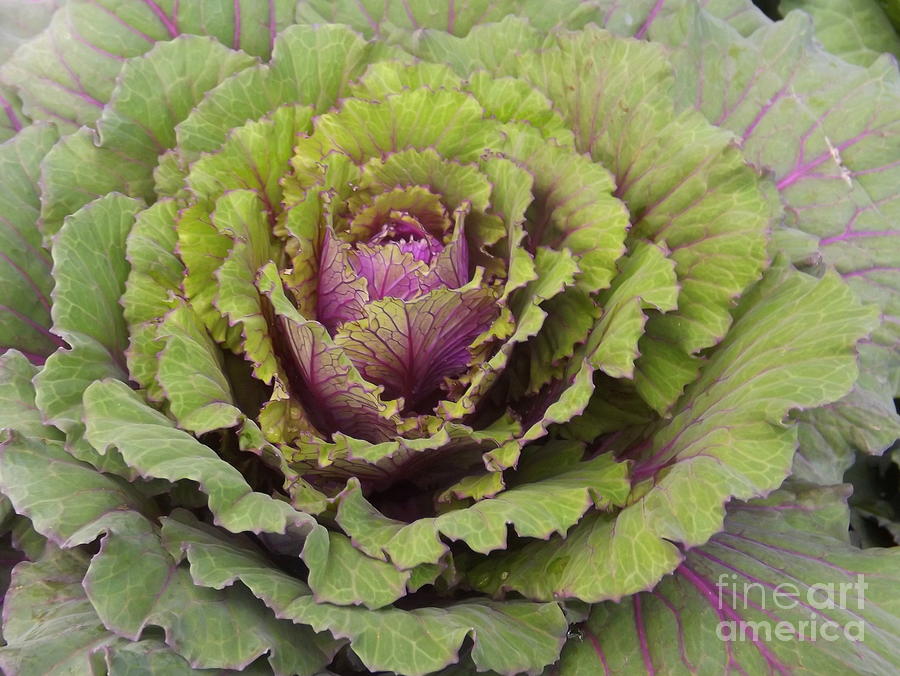 Flowering Kale Delight Photograph by Lingfai Leung
