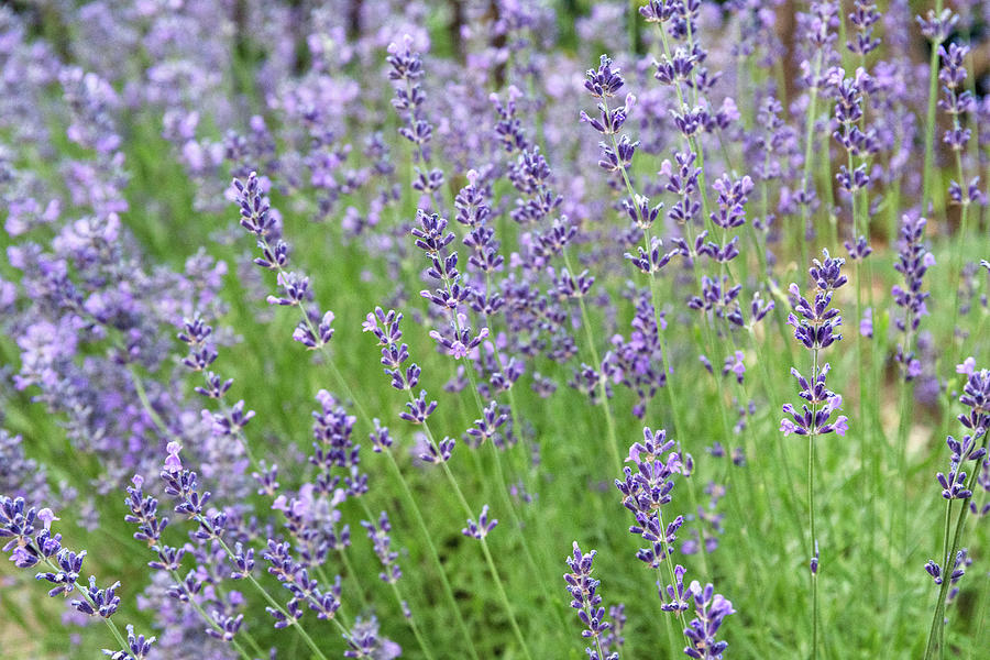 Flowering Lavender Plants Photograph by Michael Russell