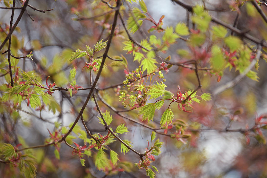 Flowering Maple 2 Photograph