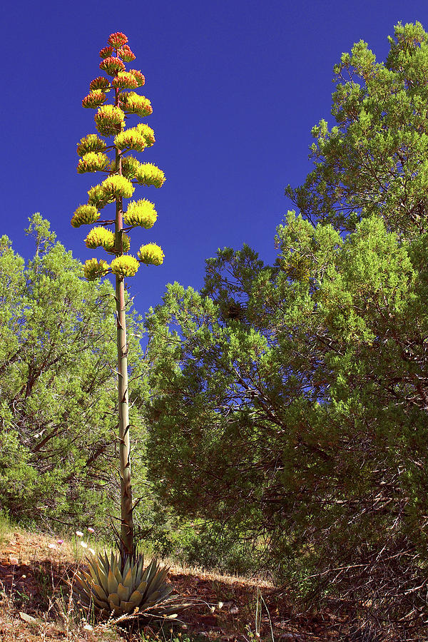 Flowers Still Life Photograph - Flowering New Mexico Agave by Douglas Taylor